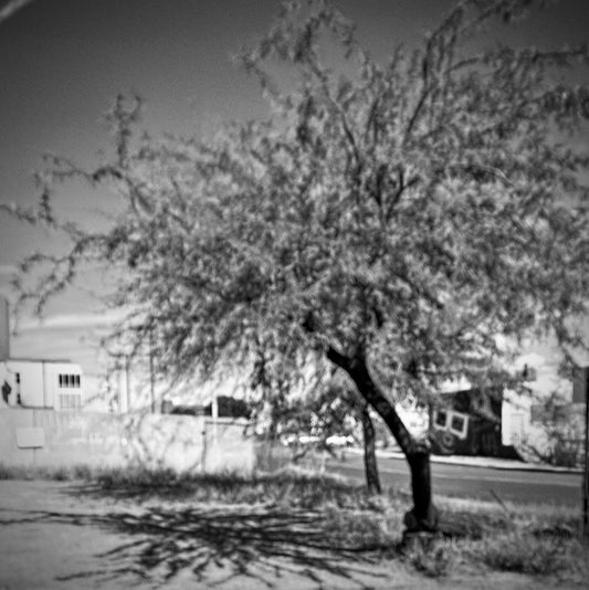 Blurry black and white mesquite